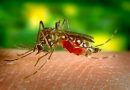 As doenças transmitidas por mosquitos ameaçam o mundo
